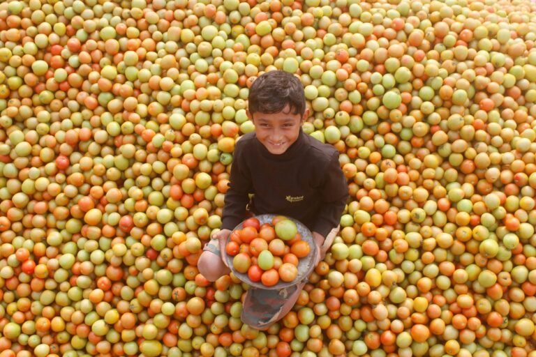 A smiling child sits amidst a large pile of ripe and unripe tomatoes, holding a bowl.